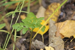 Sceptridium multifidum