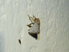 Limacodidae