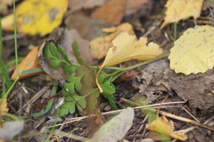 Sceptridium multifidum