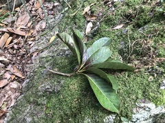 Lithocarpus kawakamii