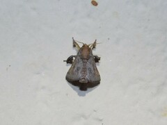 Limacodidae