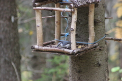 Sitta europaea asiatica