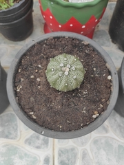 Astrophytum