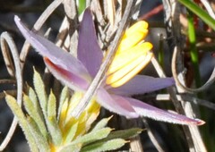Calectasia hispida