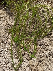 Elodea nuttallii