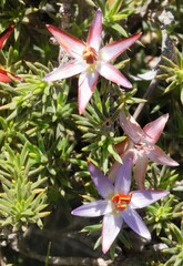 Calectasia hispida