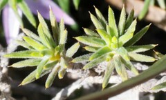 Calectasia hispida