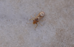 Thaumastocoris peregrinus