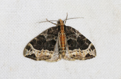 Ecliptopera capitata