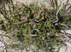 Calectasia hispida