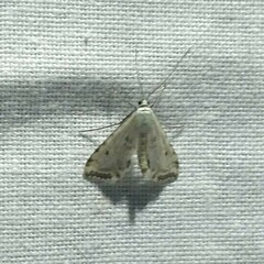 Cataclysta lemnata