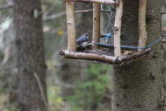 Sitta europaea asiatica