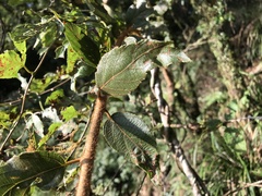 Actinidia rufa