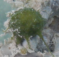 Tethya actinia