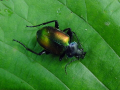 Calosoma sycophanta