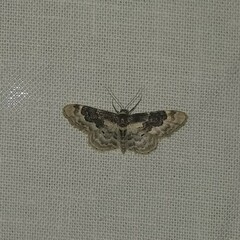 Idaea rusticata