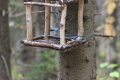Sitta europaea asiatica
