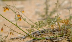 Hermannia paucifolia