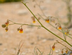Hermannia paucifolia