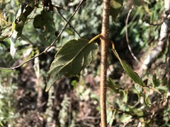 Actinidia rufa