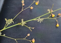 Hermannia paucifolia