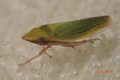 Draeculacephala balli