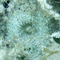 Discosoma carlgreni