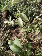 Actinidia rufa