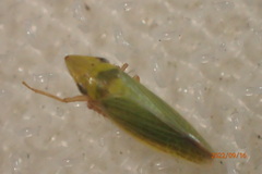 Draeculacephala balli