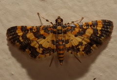 Eurrhyparodes tricoloralis