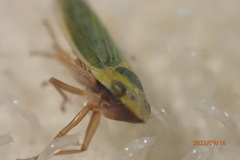 Draeculacephala balli