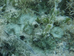 Discosoma carlgreni