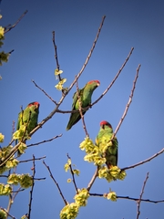Glossopsitta concinna