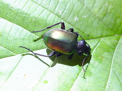 Calosoma sycophanta