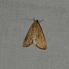 Parapoynx stratiotata