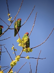 Glossopsitta concinna