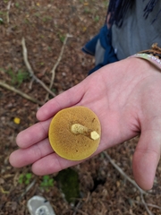 Chalciporus piperatus