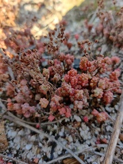 Sedum brevifolium