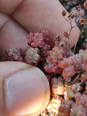 Sedum brevifolium