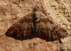 Mnesiloba eupitheciata