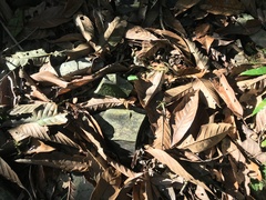 Lithocarpus kawakamii