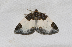 Mesoleuca albicillata