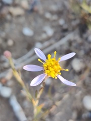 Galatella aragonensis