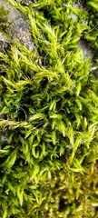Homalothecium sericeum