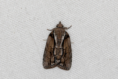 Etanna clopaea