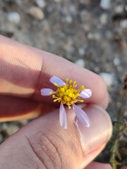 Galatella aragonensis