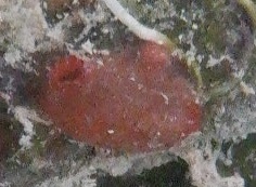 Eusynstyela tincta
