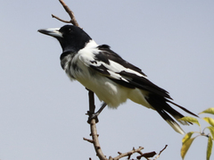 Cracticus nigrogularis