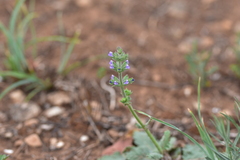 Salvia verbenaca