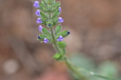 Salvia verbenaca